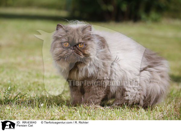 Persian Cat / RR-83640