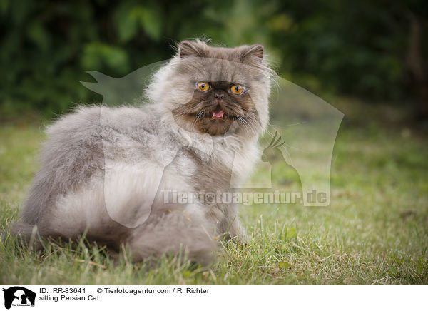 sitting Persian Cat / RR-83641