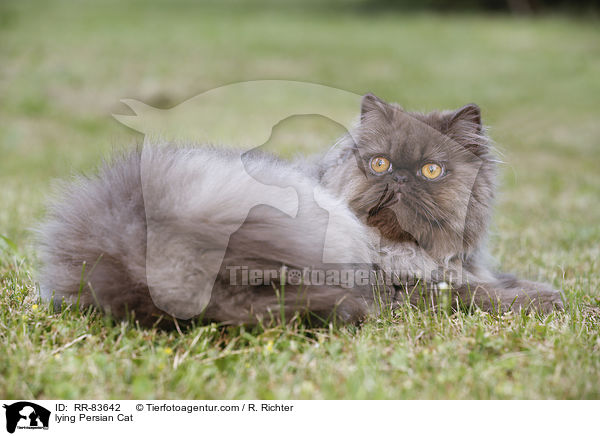 lying Persian Cat / RR-83642