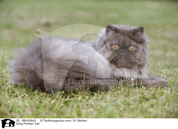 lying Persian Cat / RR-83643