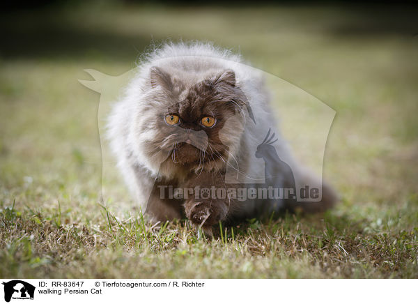 walking Persian Cat / RR-83647