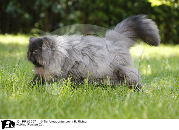 walking Persian Cat / RR-83657