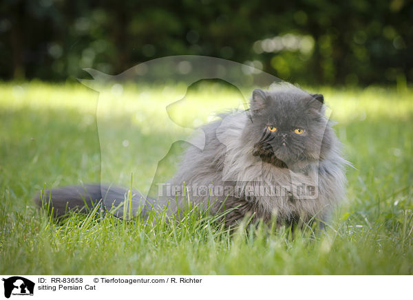 sitting Persian Cat / RR-83658