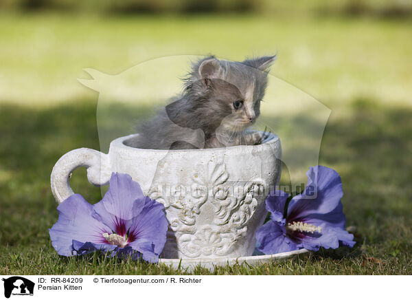 Persian Kitten / RR-84209