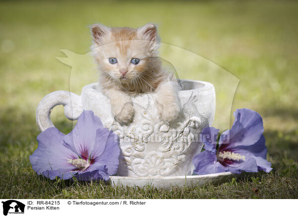Persian Kitten / RR-84215
