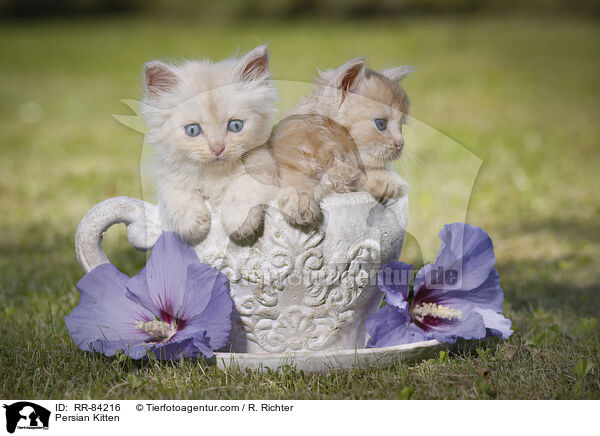 Persian Kitten / RR-84216