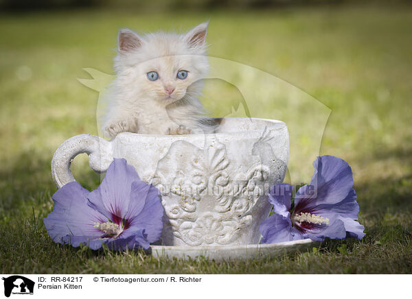 Persian Kitten / RR-84217