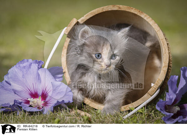 Persian Kitten / RR-84218