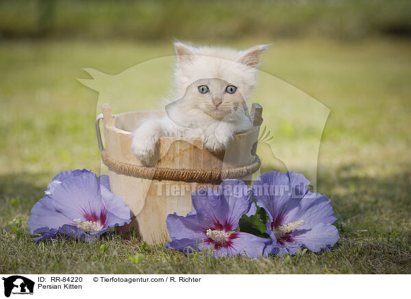 Persian Kitten / RR-84220