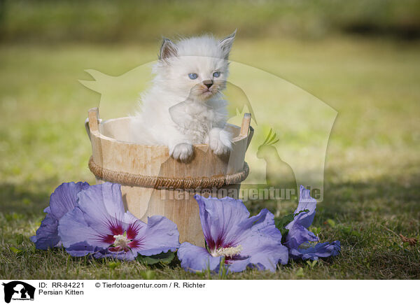 Persian Kitten / RR-84221