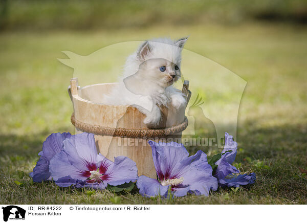 Persian Kitten / RR-84222