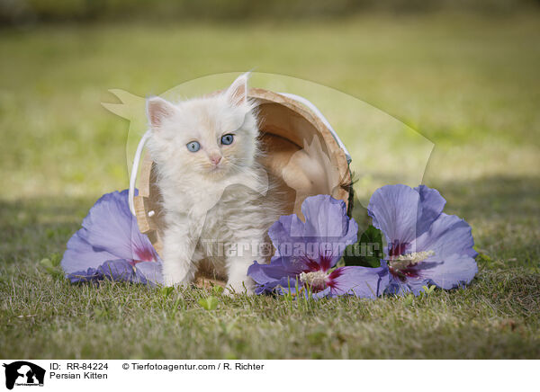 Persian Kitten / RR-84224