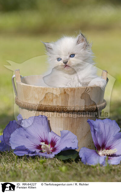 Persian Kitten / RR-84227