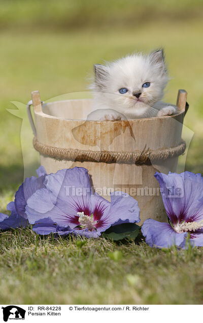 Persian Kitten / RR-84228