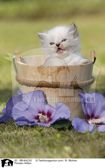 Persian Kitten / RR-84230