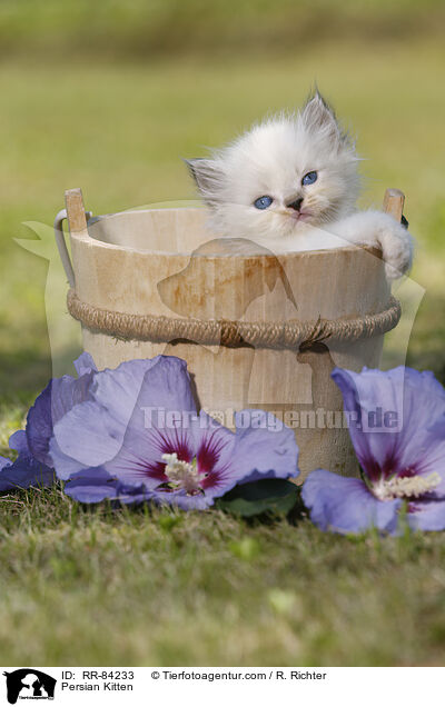 Persian Kitten / RR-84233