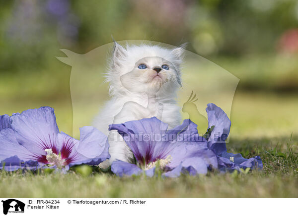 Persian Kitten / RR-84234