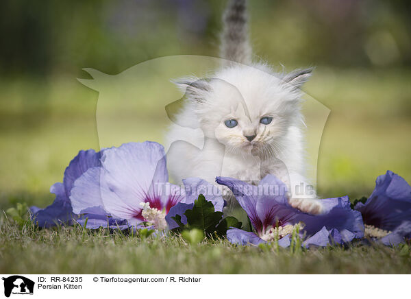 Persian Kitten / RR-84235