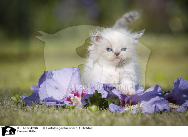 Persian Kitten / RR-84236