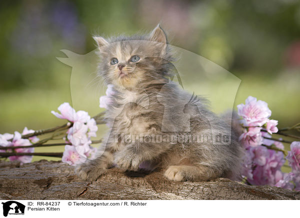 Persian Kitten / RR-84237