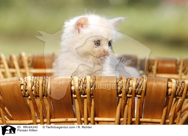 Persian Kitten / RR-84240