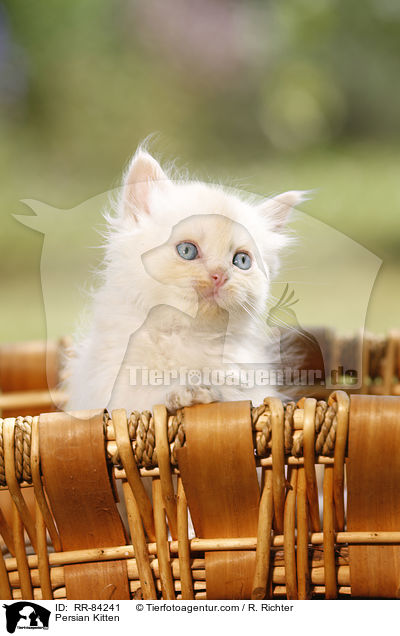 Persian Kitten / RR-84241