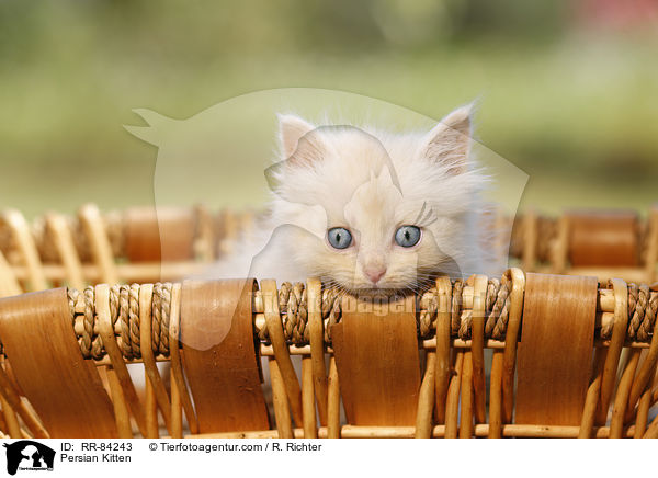 Persian Kitten / RR-84243