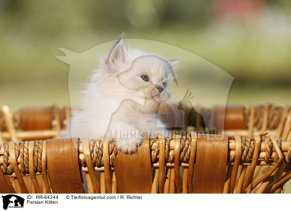 Persian Kitten / RR-84244