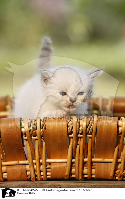 Persian Kitten / RR-84245
