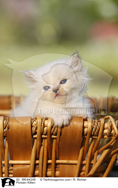 Persian Kitten / RR-84246