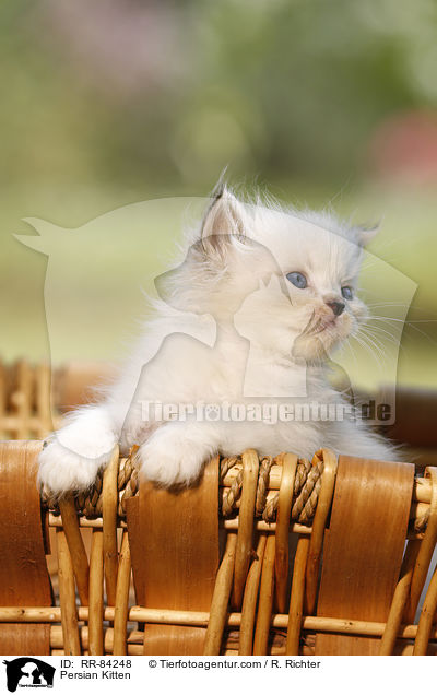 Persian Kitten / RR-84248