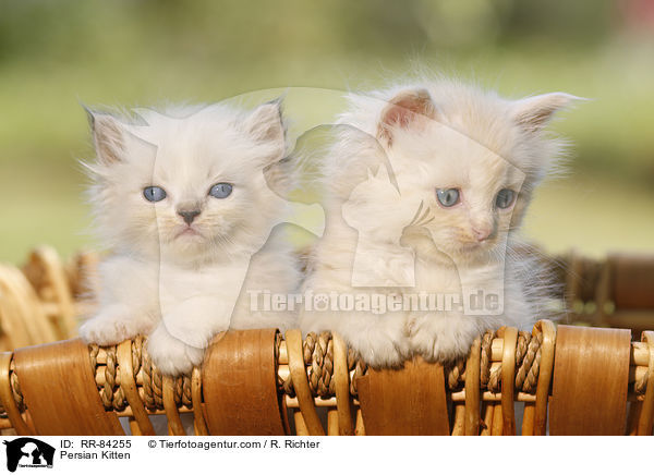 Persian Kitten / RR-84255