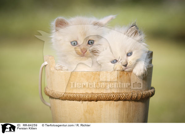 Persian Kitten / RR-84259