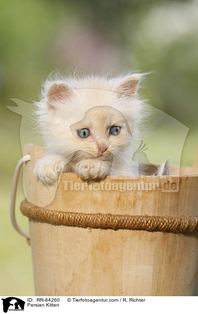 Persian Kitten / RR-84260