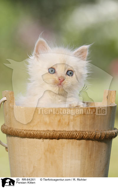 Persian Kitten / RR-84261
