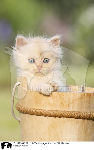 Persian Kitten / RR-84262