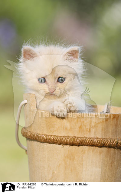 Persian Kitten / RR-84263