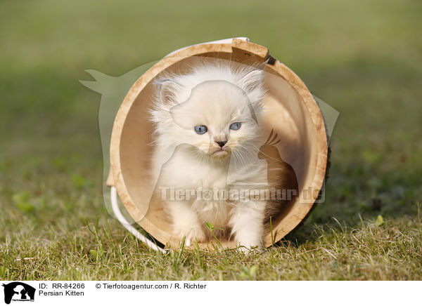 Persian Kitten / RR-84266