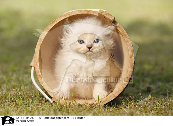 Persian Kitten / RR-84267