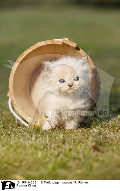 Persian Kitten / RR-84269