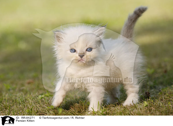Persian Kitten / RR-84271