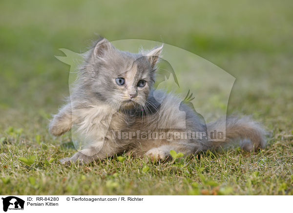 Persian Kitten / RR-84280