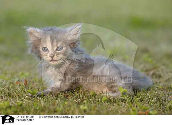 Persian Kitten / RR-84281