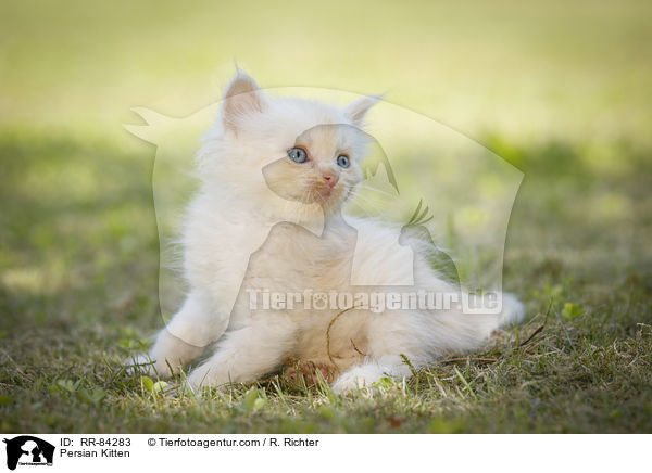 Persian Kitten / RR-84283