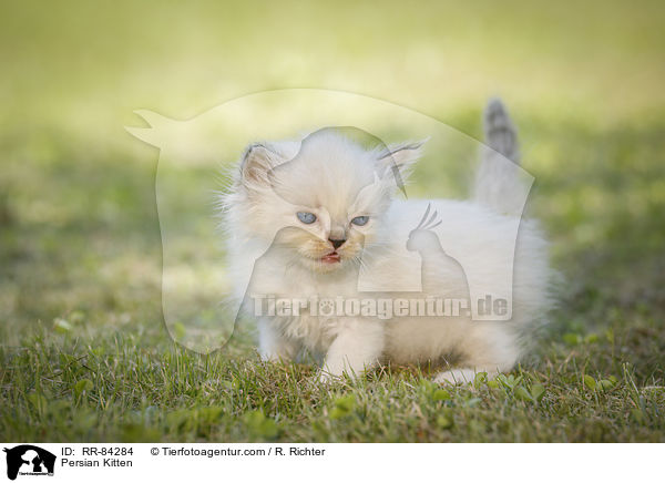 Persian Kitten / RR-84284