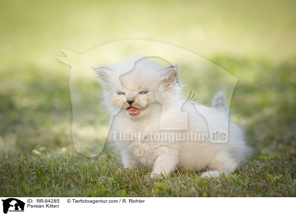 Persian Kitten / RR-84285