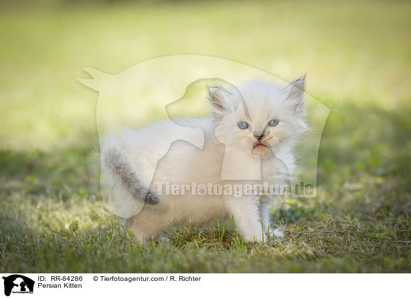 Persian Kitten / RR-84286