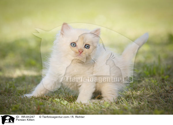 Persian Kitten / RR-84287