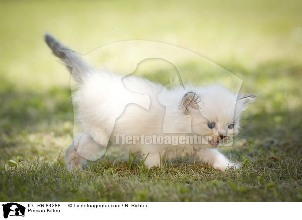 Persian Kitten / RR-84288