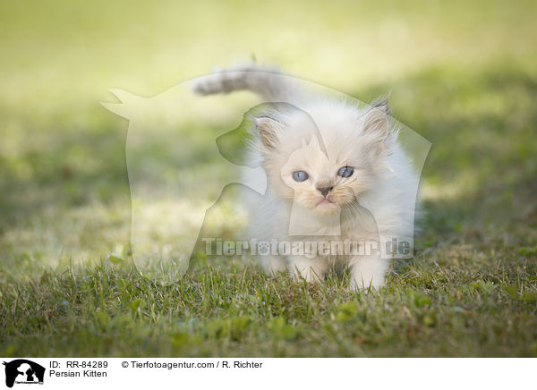Persian Kitten / RR-84289